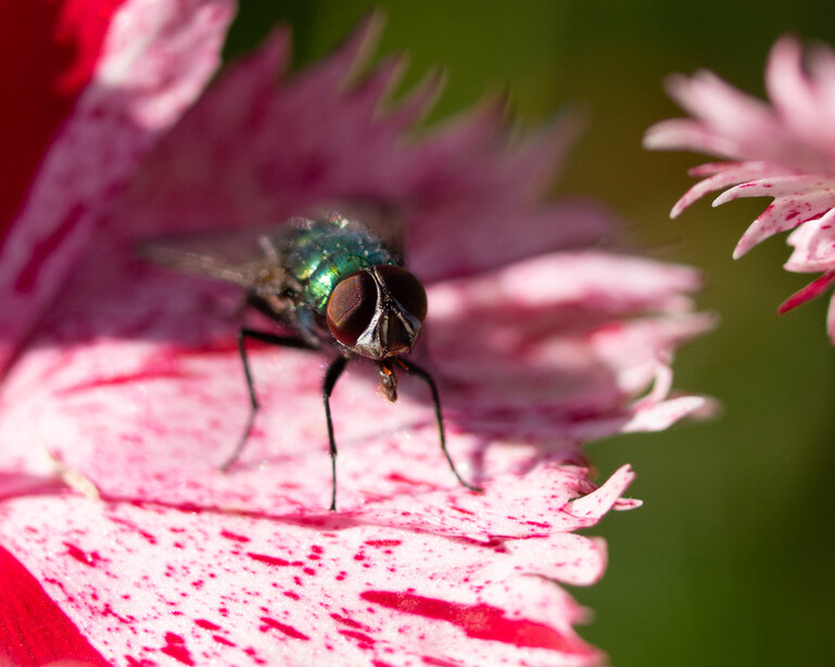 Iridescent fly perched on pink flower petals with green blurred background.