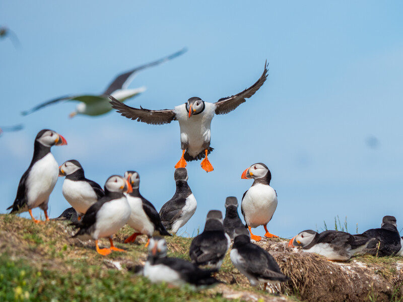 A group of puffins gathered on a rocky cliff edge, with one in flight above them against a blue sky.
