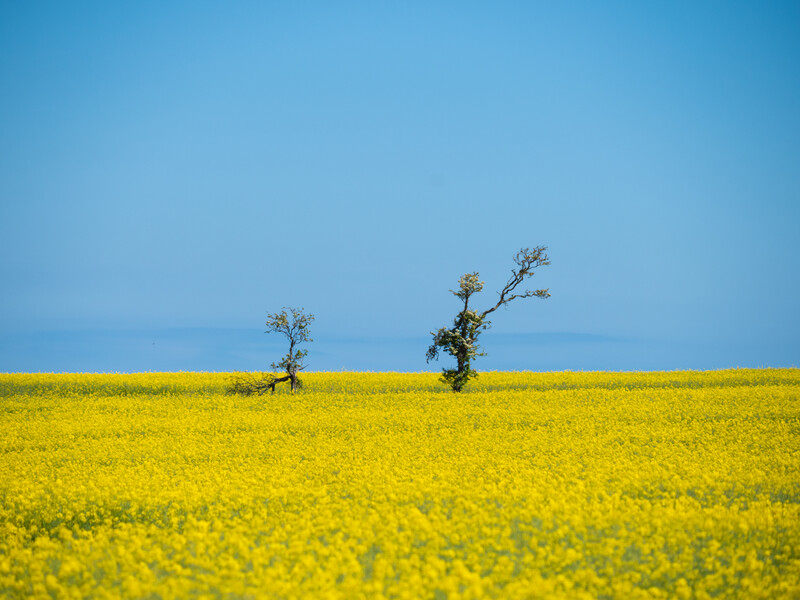 Two sparse trees standing in an expansive yellow wildflower field under clear blue sky.