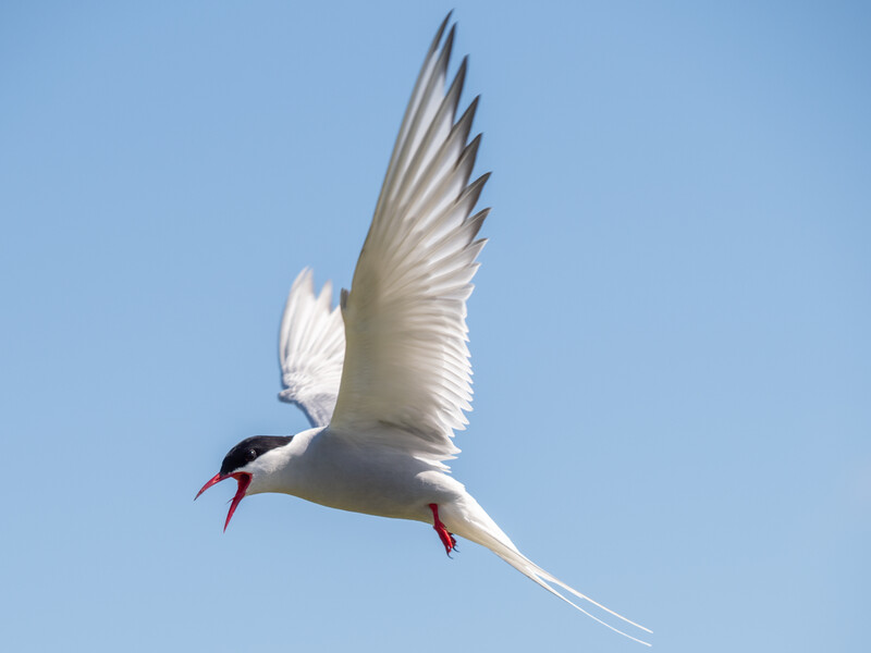 White tern in flight against clear blue sky, wings spread wide with black markings and red legs extended.