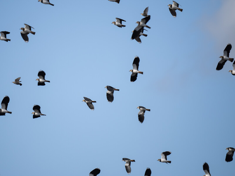 A flock of birds flying across a clear blue sky, scattered across the frame in dynamic formation.