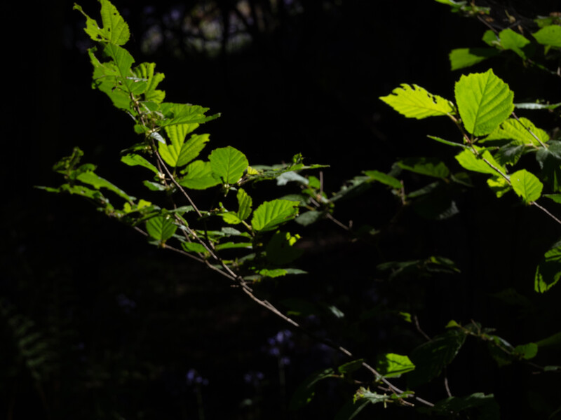 Illuminated green leaves and branches against a dark background with selective lighting.