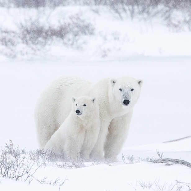 Two polar bears standing close together in deep snow with sparse vegetation visible.