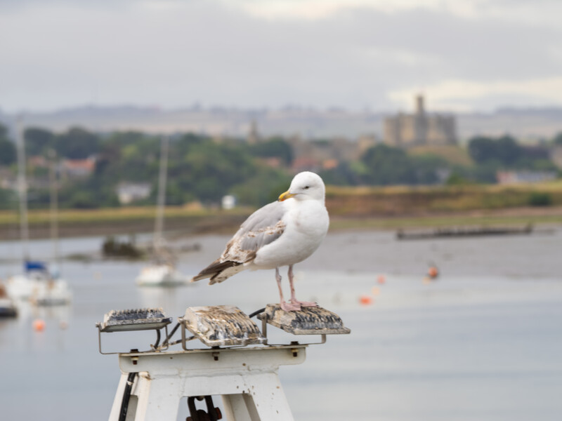 Seagull perched on a navigation buoy in a coastal harbor with sailboats and distant shoreline.