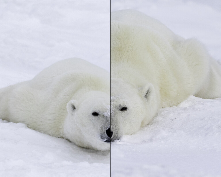 Two polar bears resting on snow, split-screen comparison showing identical pose from slightly different angles.