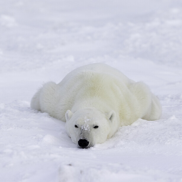 Polar bear resting in deep snow with head lowered and eyes open, white fur blending with snowy surroundings.