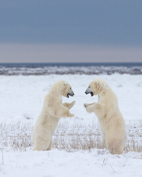 Two polar bears standing upright facing each other in snowy landscape with frozen water behind.