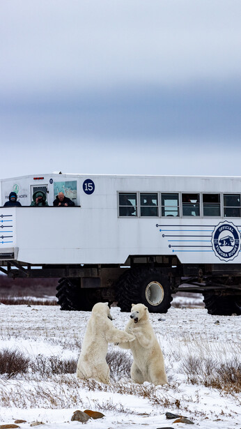 Two polar bears standing in snow in front of a white travel trailer parked on a road.