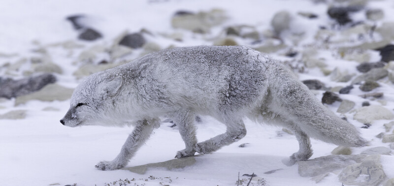 Arctic fox with thick winter coat walking across snow and rocky terrain.