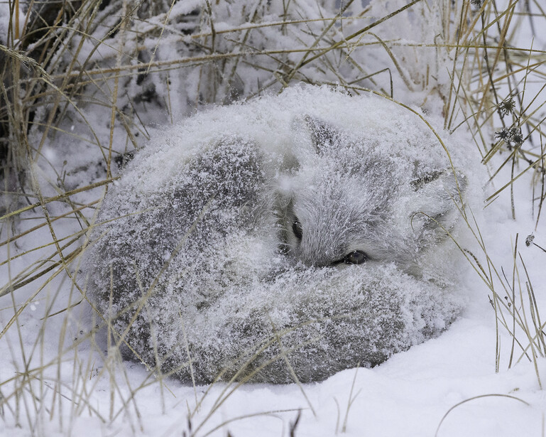 Arctic fox sleeping in snow with frost-covered face and dry grass surrounding it.
