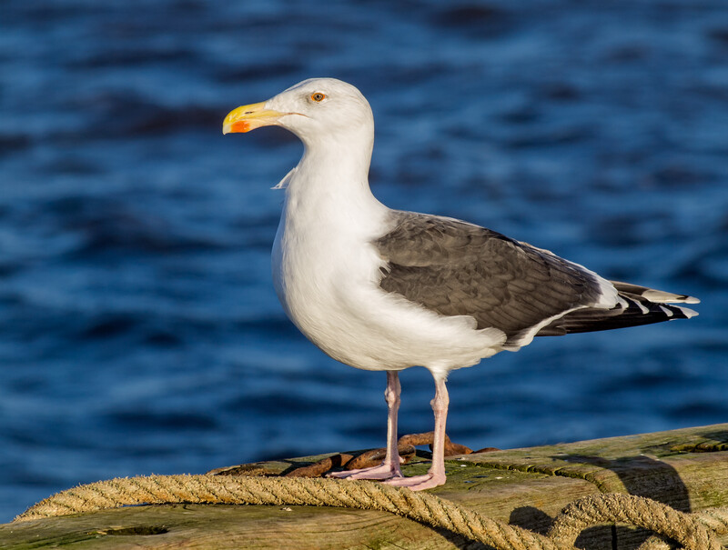 White-headed gull with dark wings perched on a weathered rope against blue water.