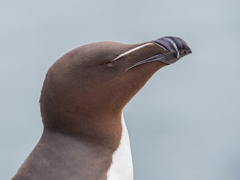 Close-up of a brown and white bird's head tilted upward against a pale blue sky.