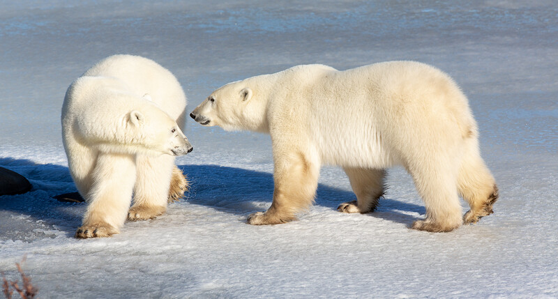 Two polar bears on ice facing each other in an Arctic landscape.