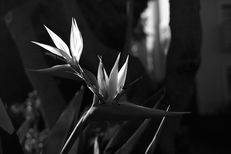 Black and white photograph of unopened flower buds with pointed petals on a dark blurred background.