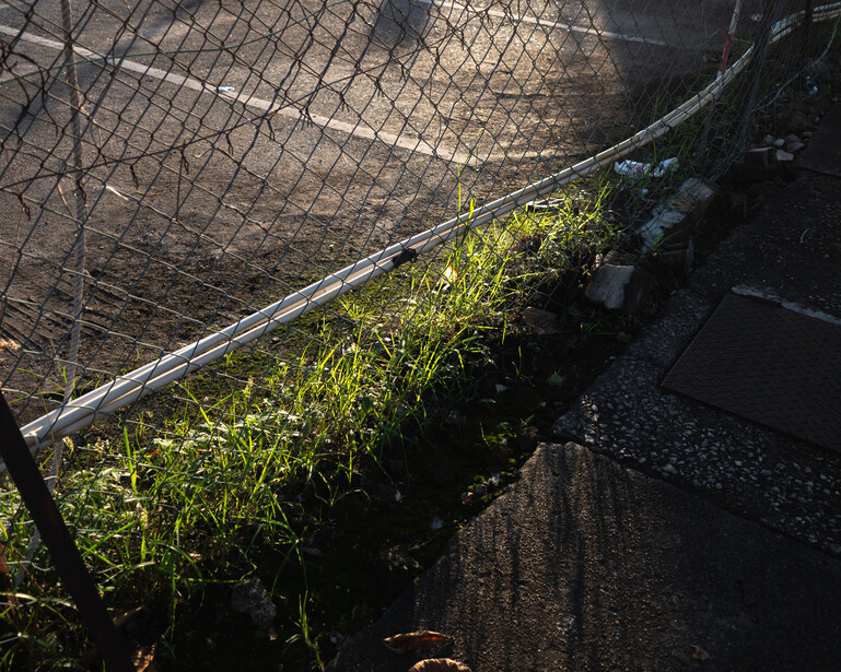 Bright green moss and grass growing along a weathered wooden fence rail in shadow.
