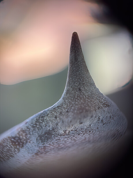 Extreme close-up of a snail's spiral shell apex with textured surface detail.