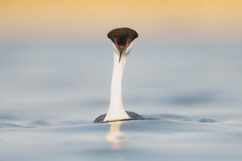 Great crested grebe swimming in calm water with long neck extended upward, displaying distinctive dark head plumage.