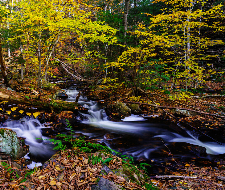 Forest stream with blurred water flowing over rocks surrounded by golden autumn foliage.