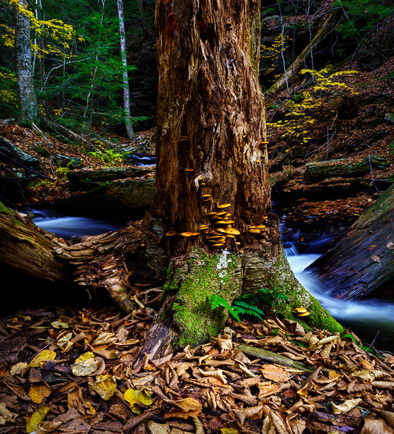 Large moss-covered tree trunk in a forest stream with flowing water and autumn foliage.