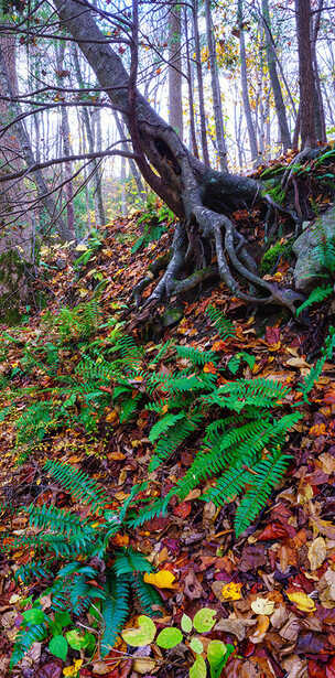 Gnarled fallen tree trunk lying across a forest floor carpeted with autumn leaves and green moss.