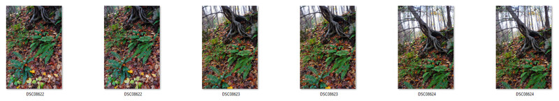Forest floor with twisted tree trunk, green ferns, and scattered brown leaves in autumn woodland.