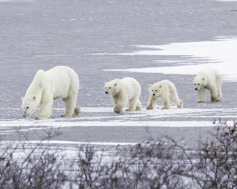 Four polar bears walking across snow and ice near water.