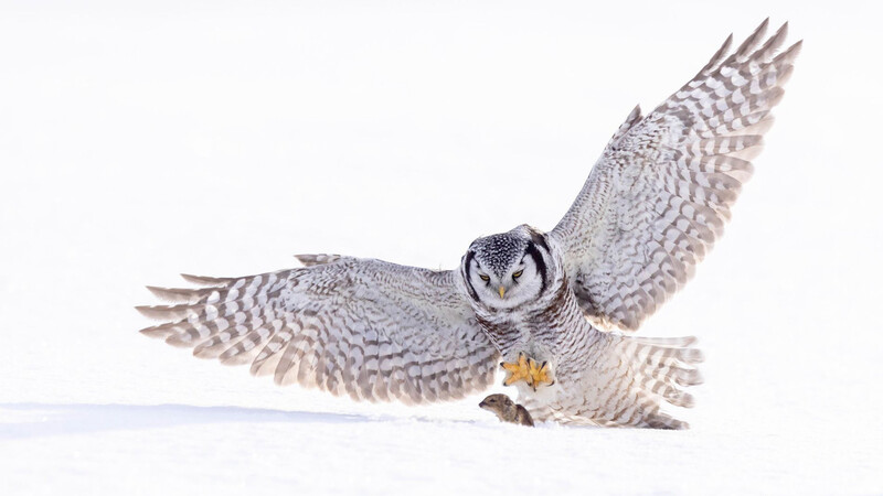 Northern saw-whet owl in flight against white background, wings spread wide with barred plumage visible.