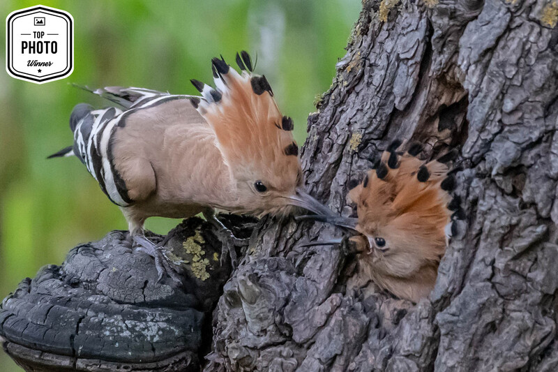 Hoopoe bird perched on a tree trunk with wings partially raised, displaying rufous and black plumage.