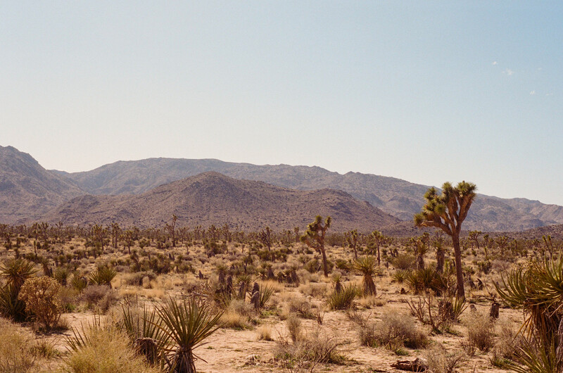Desert landscape with Joshua trees, yucca plants, and mountains under clear sky.