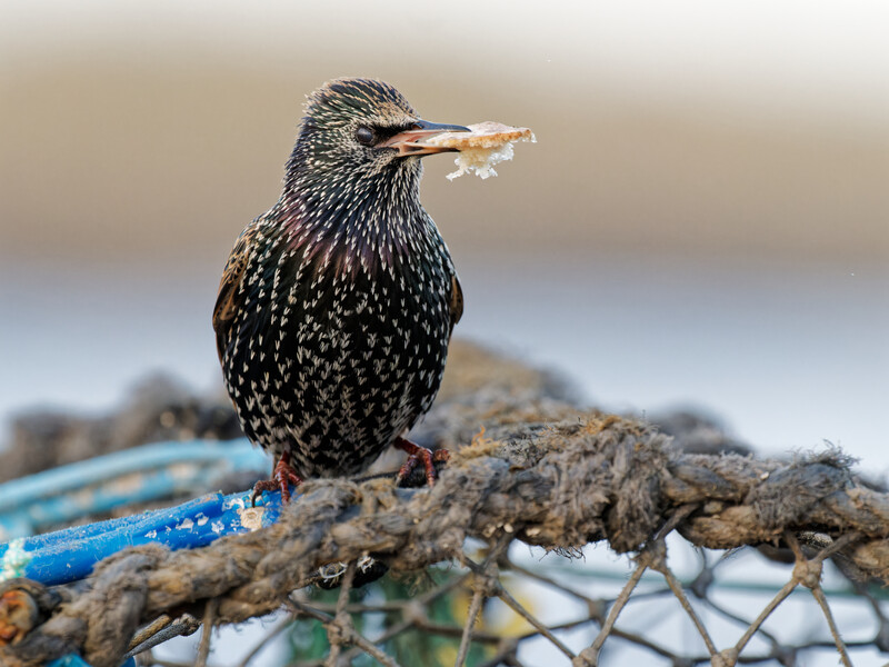 Speckled shorebird perched on rope-wrapped driftwood, holding small fish in its beak.
