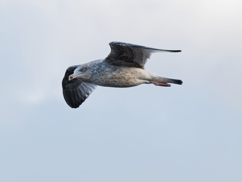 Seabird in flight against a light sky, wings extended in a gliding motion.