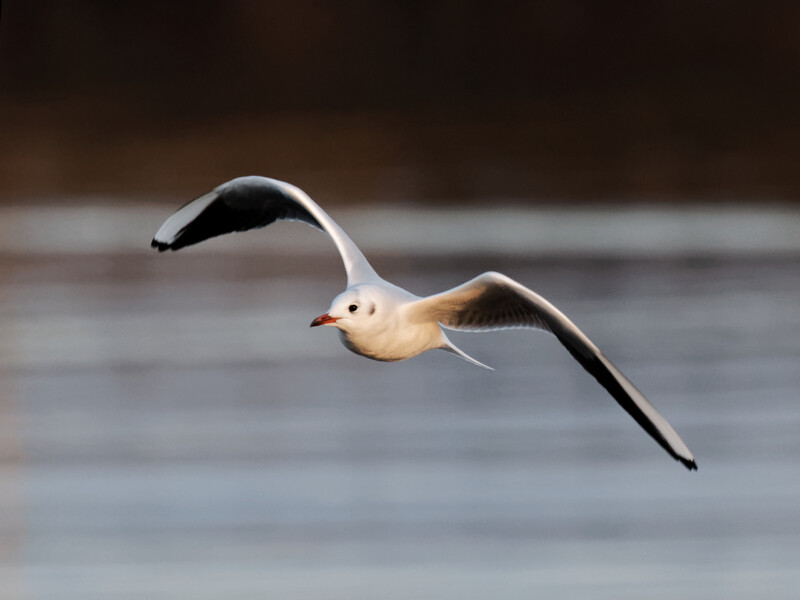 A small wading bird in flight with extended wings over water, showing peachy-tan and dark plumage.