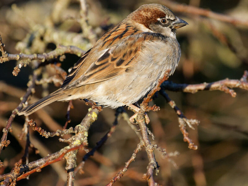 Brown and tan sparrow perched on lichen-covered branch with sharp focus and blurred background.