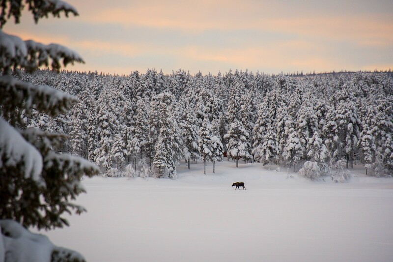 Moose walking across a snow-covered frozen lake surrounded by a dense forest of snow-laden evergreen trees.
