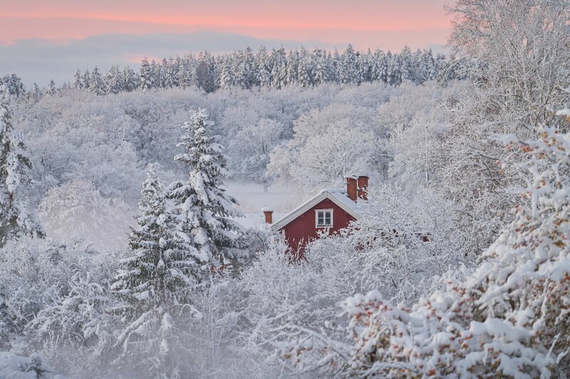 Red cottage nestled among snow-covered evergreen and birch trees in a winter landscape at dusk.