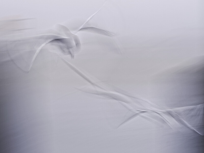 Close-up of translucent fabric or petals with soft, diffused lighting and motion blur.