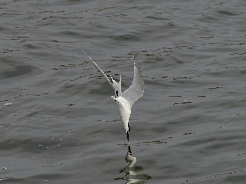 White egret taking flight from shallow water with wings spread upward.