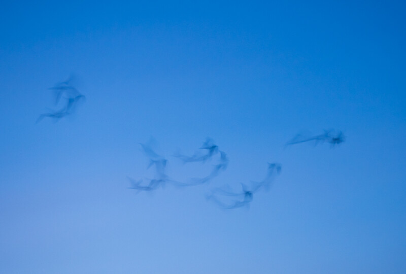 Formation of military jets flying in formation against a clear blue sky.