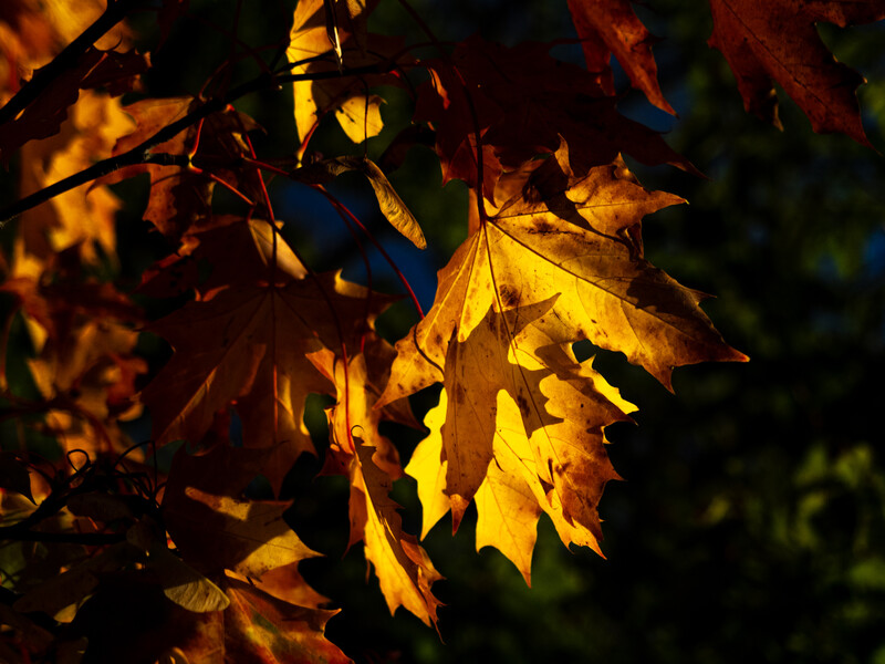 Sunlit maple leaves in warm golden and amber tones with dark green foliage in the background.