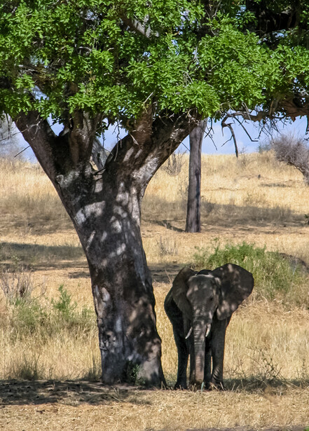 Young elephant standing beneath a large acacia tree in an arid savanna landscape.
