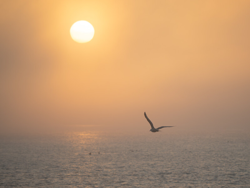 A bird in flight silhouetted against a golden sun over calm ocean waters at sunrise or sunset.
