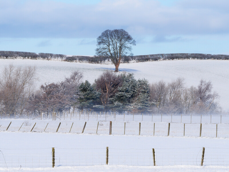 Snow-covered winter landscape with wooden fence posts in foreground and solitary tree on distant hilltop.
