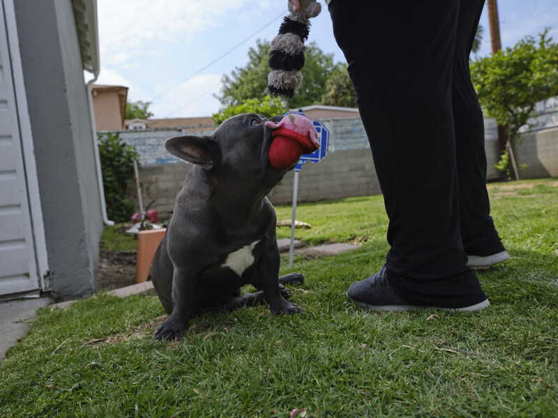 Black dog looking up at person holding a red toy in a backyard during daytime.