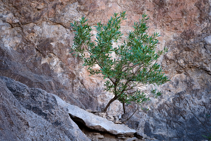 Arizona desert scene photographed with Nikon 24-120