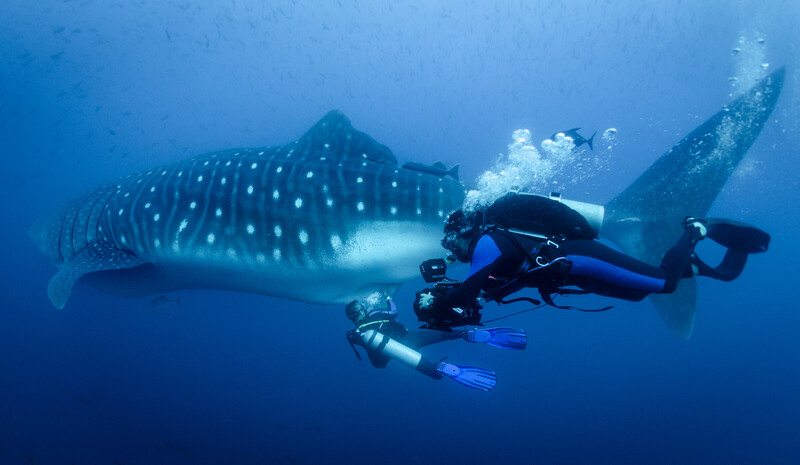 Scuba diver in blue wetsuit photographing a whale shark underwater in clear blue water.