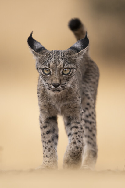 Lynx walking toward camera with alert expression and distinctive ear tufts in dusty terrain.