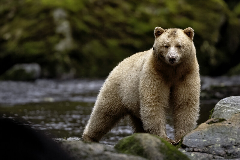 Brown bear standing in shallow river surrounded by moss-covered rocks and forest.