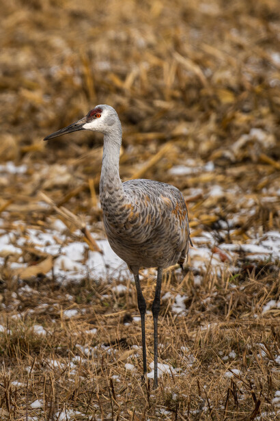 sandhill crane in cornfield
