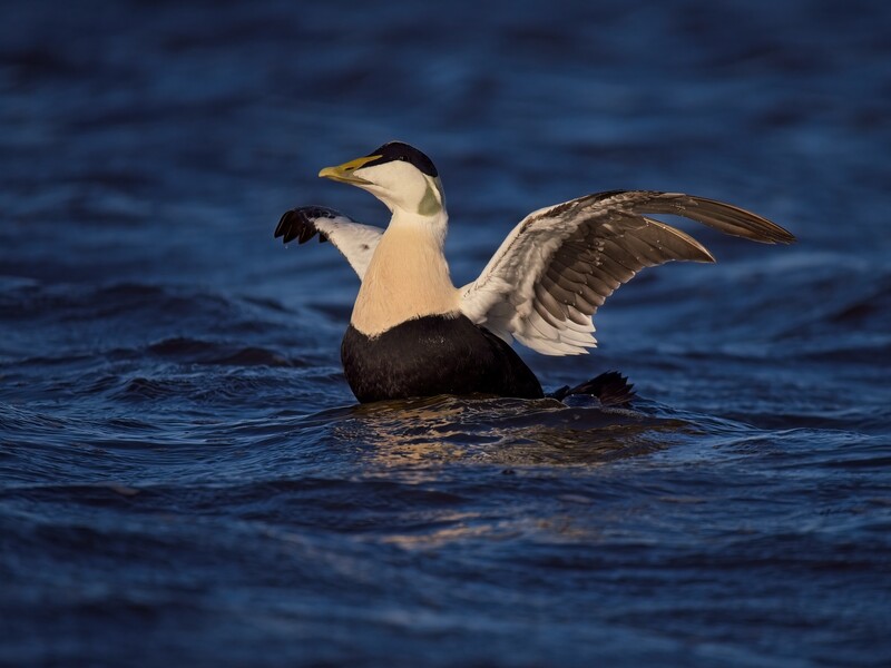 Black and white duck with raised wing on blue water.