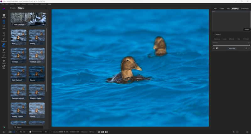 Two ducks swimming in bright blue water, with one in sharp focus in the foreground.